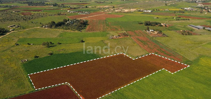 Agricultural field for sale in Liopetri