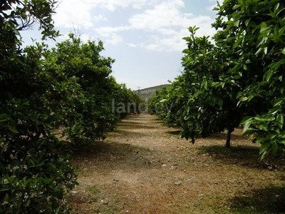 Field for sale in Larnaca