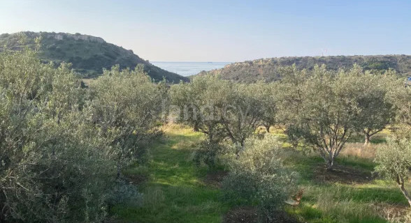 Agricultural field for sale in Larnaca
