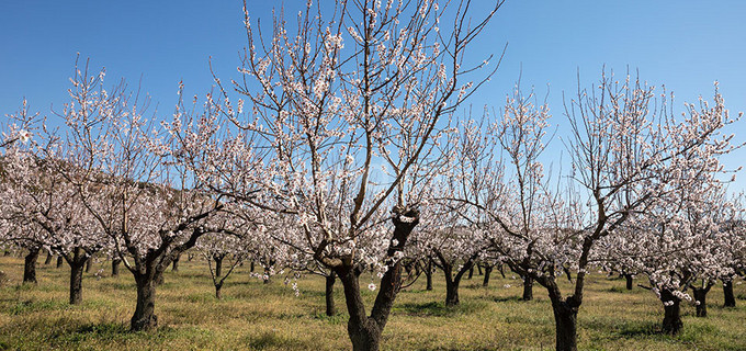 Agricultural field for sale in Larnaca
