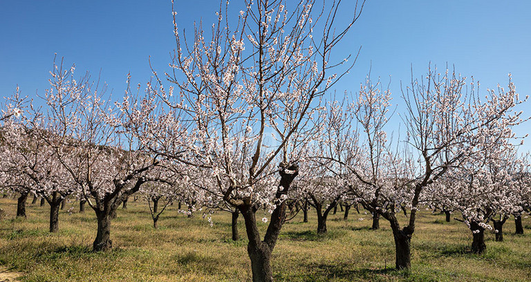 Agricultural field for sale in Larnaca