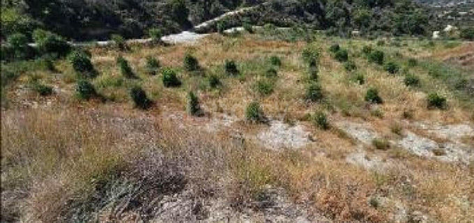 Agricultural field for sale in Paphos