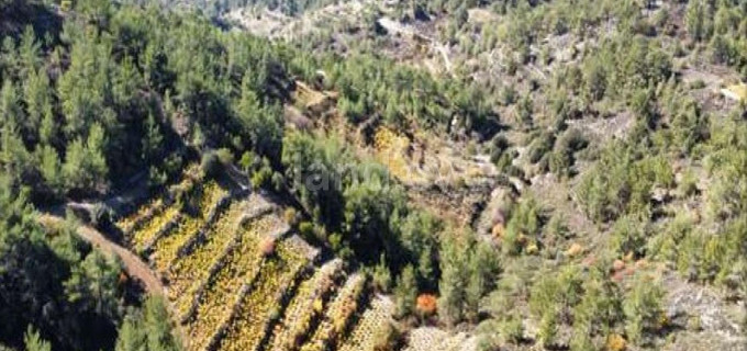 Agricultural field for sale in Limassol