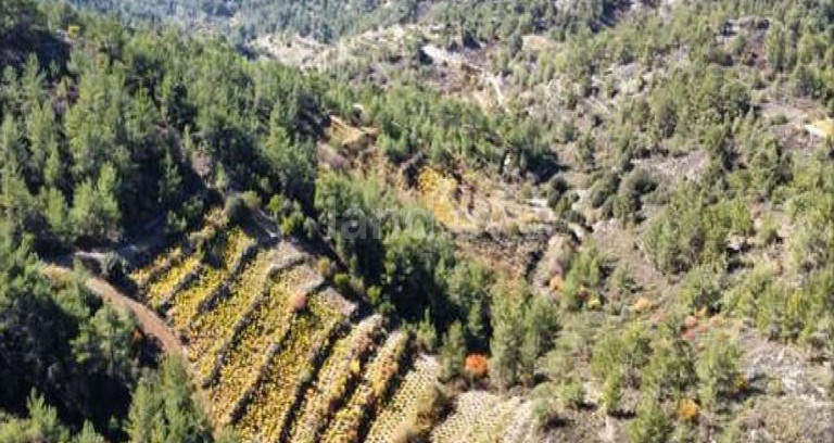 Agricultural field for sale in Limassol