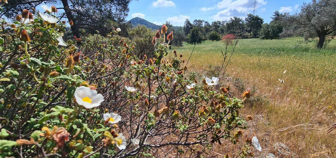 Terrain agricole à vendre à Larnaca