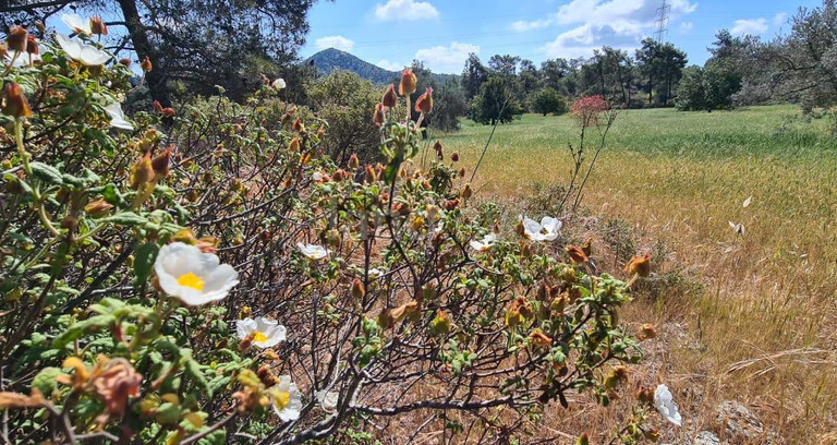 Agricultural field for sale in Larnaca