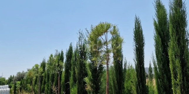 Agricultural field for sale in Larnaca