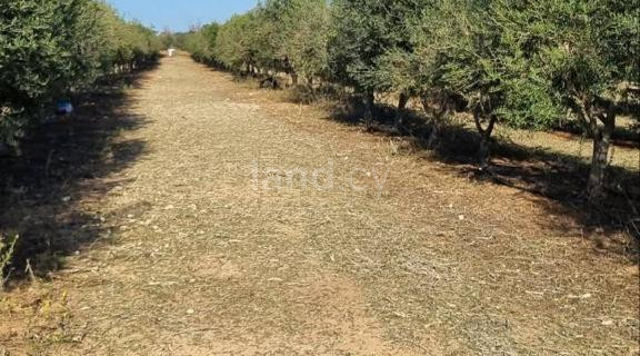 Сельскохозяйственное поле на продажу в Ларнака