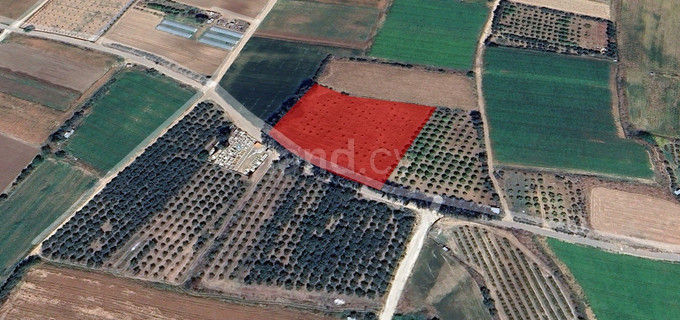 Wohnbaugrundstück in Paphos zu verkaufen