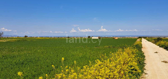 Jordbruksfält till salu i Nicosia