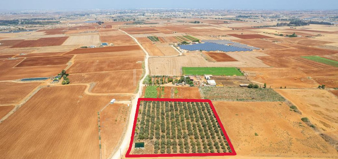 Αγροτικό αγροτεμάχιο προς πώληση - Αυγόρου