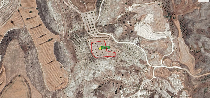 Agricultural field for sale in Larnaca