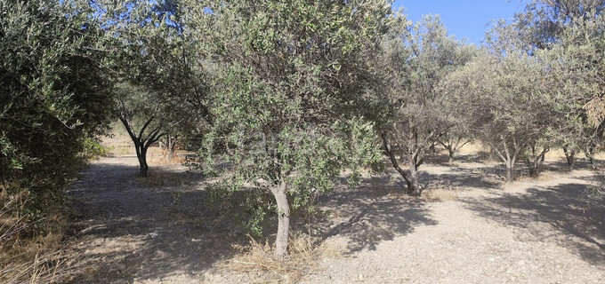 Field for sale in Limassol