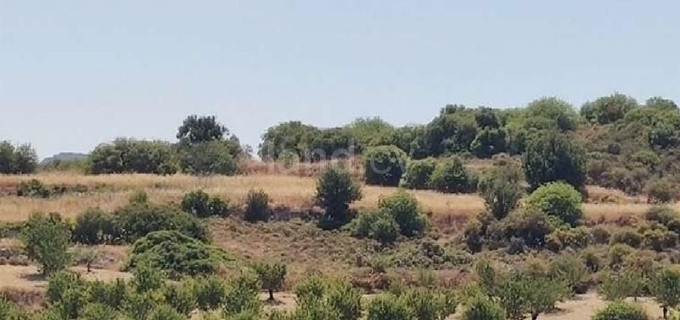 Agricultural field for sale in Limassol