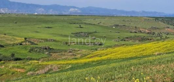 Terrain agricole à vendre à Nicosie