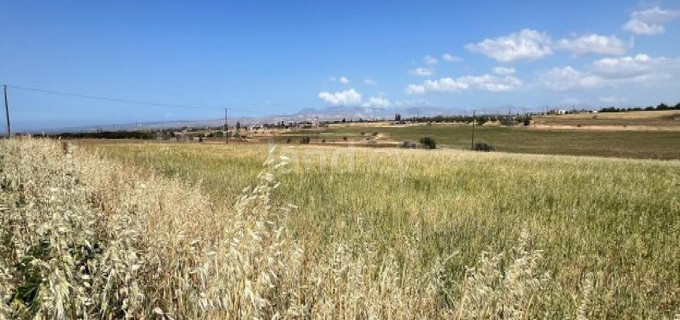 Agricultural field for sale in Nicosia