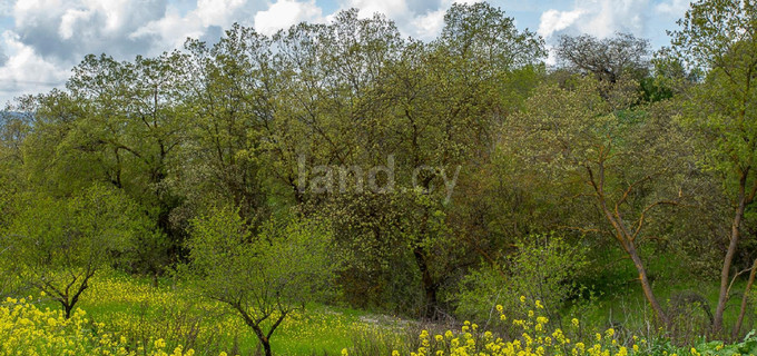 Campo agrícola a la venta en Paphos