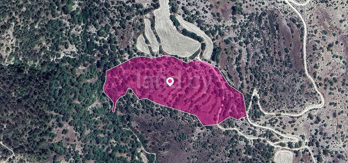 Jordbruksfält till salu i Paphos