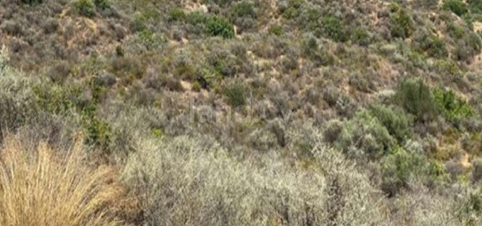 Agricultural field for sale in Limassol