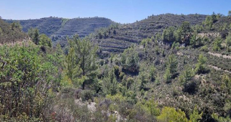 Agricultural field for sale in Limassol