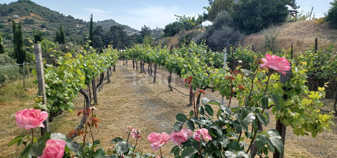 Agricultural field for sale in Limassol