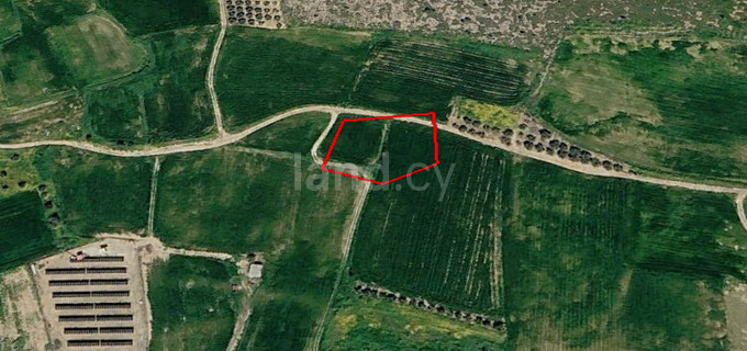 Agricultural field for sale in Nicosia