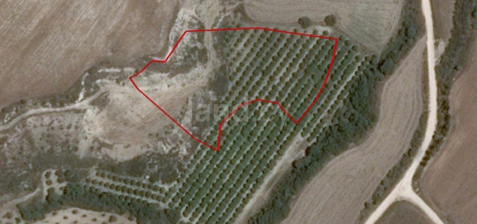 Agricultural plot for sale in Paphos