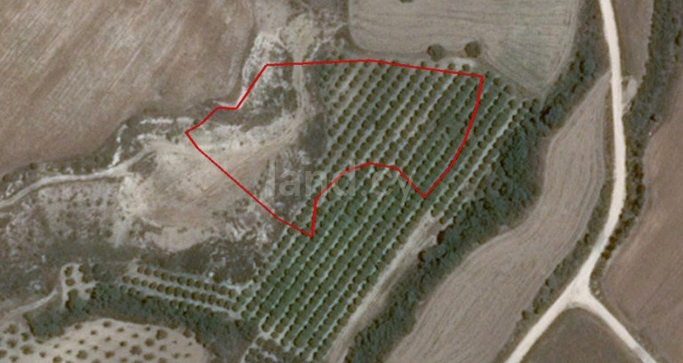 Agricultural plot for sale in Paphos