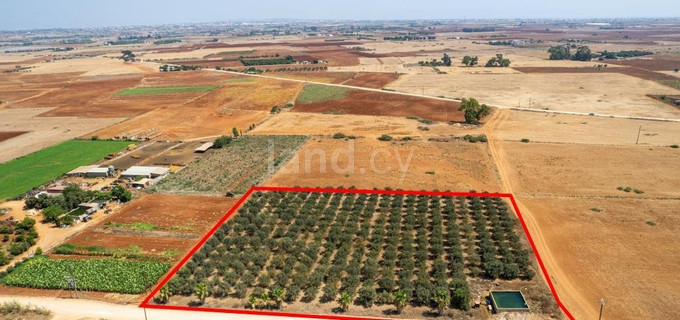 Agricultural field for sale in Avgorou