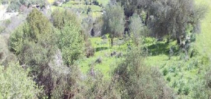 Agricultural field for sale in Paphos