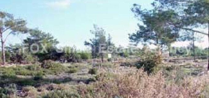 Agricultural field for sale in Limassol