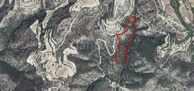 Agricultural field for sale in Paphos