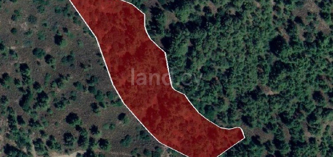 Agricultural field for sale in Limassol