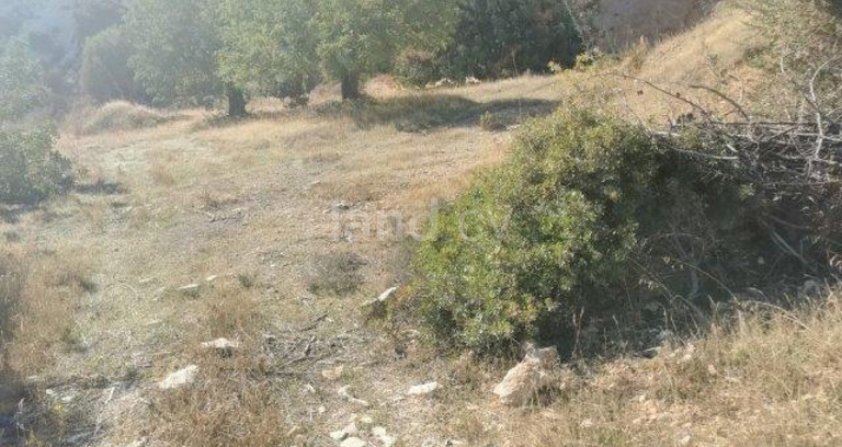 Agricultural field for sale in Limassol
