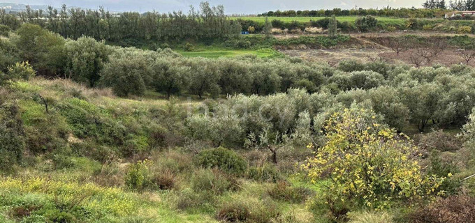 Agricultural field for sale in Paphos