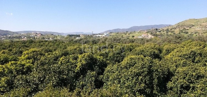 Campo agrícola a la venta en Limassol