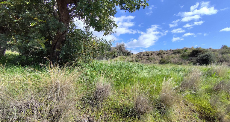 Agricultural field for sale in Limassol