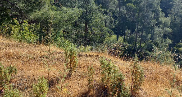 Residential plot for sale in Limassol