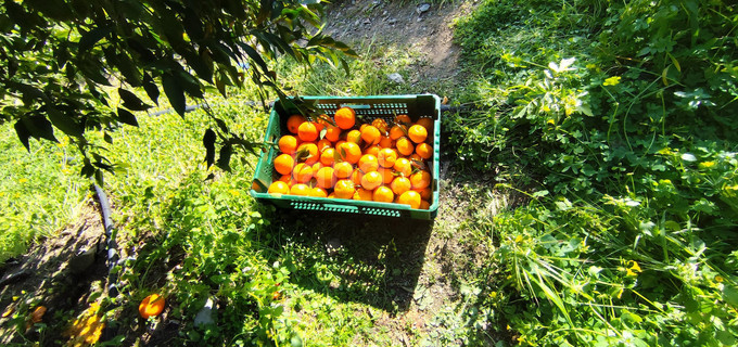 Agricultural field for sale in Limassol