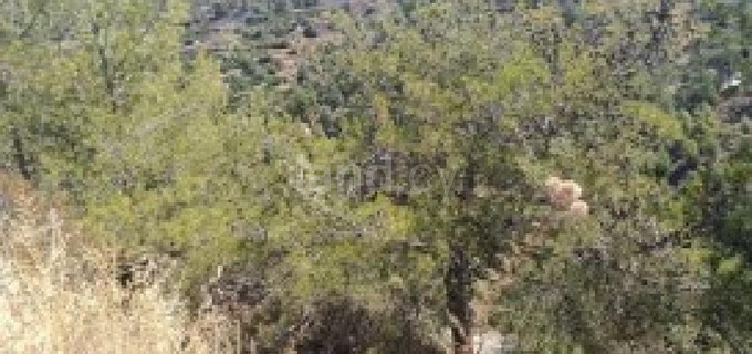Agricultural field for sale in Limassol