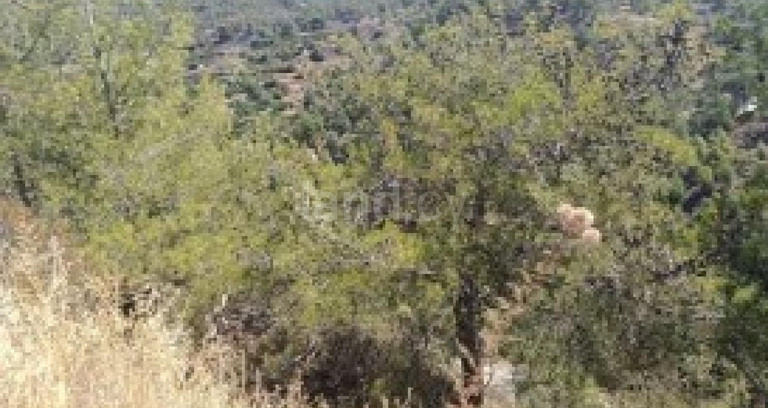 Agricultural field for sale in Limassol