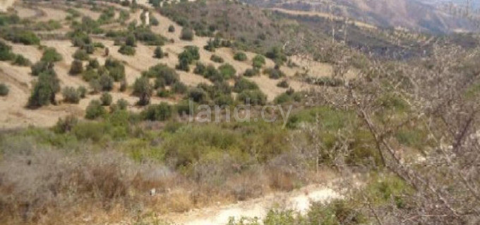 Αγροτικό αγροτεμάχιο προς πώληση - Πάφος
